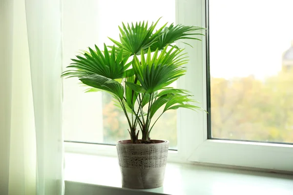 Palm fa Virágtartó — Stock Fotó
