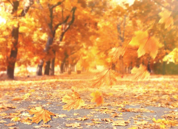 Jesienny park ze spadających liści — Zdjęcie stockowe