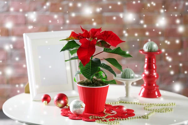 Fond de Noël avec poinsettia — Photo