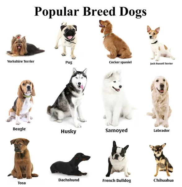 Diferentes razas de perros juntos —  Fotos de Stock