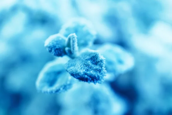 Mooie ijzig winter bladeren — Stockfoto