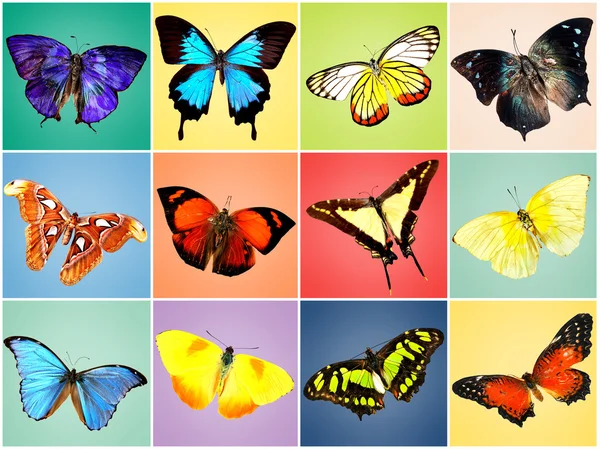 Colección de mariposas coloridas — Foto de Stock