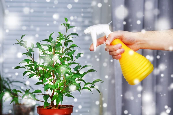 Male hand spraying flowers — Stock Photo, Image