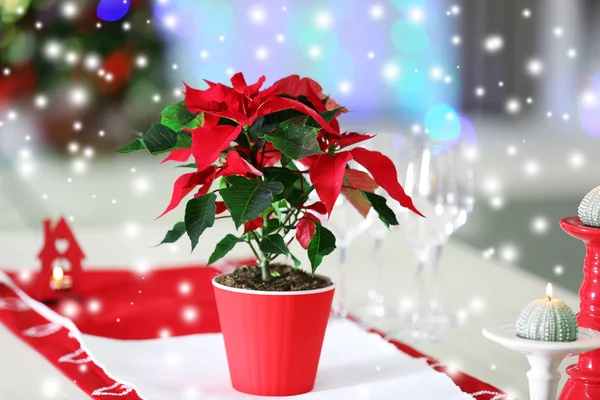 Kerstmis achtergrond met poinsettia — Stockfoto