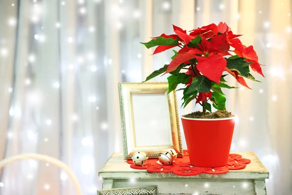 Jul blomma julstjärna inomhus — Stockfoto