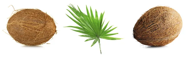 Свіжі кокоси з пальмовим листям — стокове фото