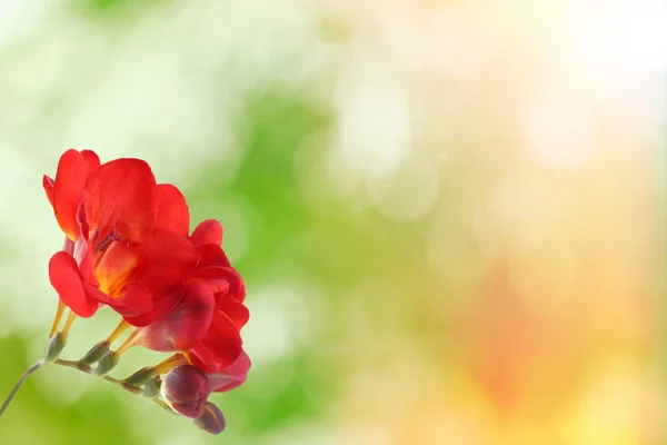 Нежный цветок фрезии — стоковое фото