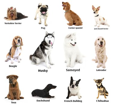 Farklı doğurmak-in köpek birlikte