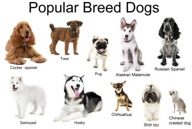 Farklı doğurmak-in köpek birlikte