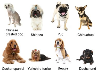 Farklı doğurmak-in köpek birlikte