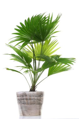 Saksı içinde palmiye ağacı (Livistona Rotundifolia)