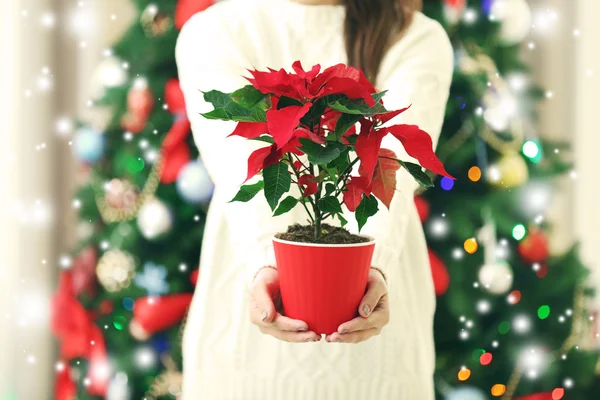 Donna che tiene il fiore di Natale poinsettia — Foto Stock