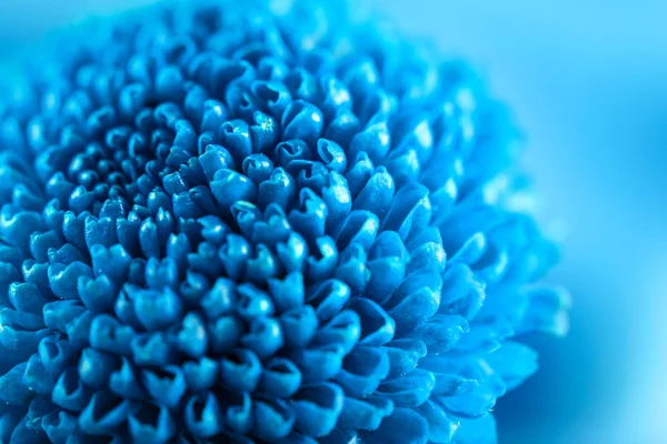 Hermosa flor de crisantemo azul, primer plano — Foto de Stock