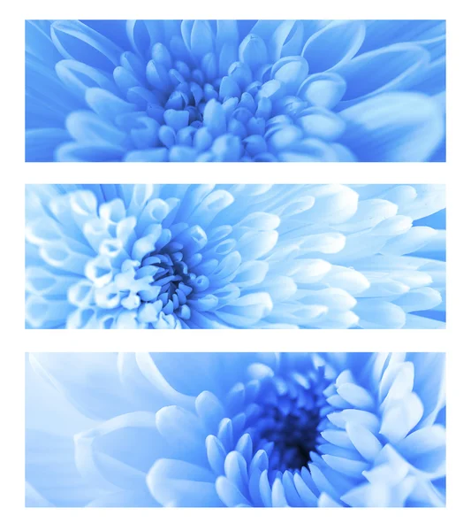 Lindas flores de crisântemo azul, close-up — Fotografia de Stock