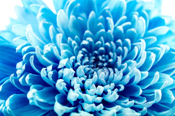 Beautiful blue chrysanthemum  flower, close-up