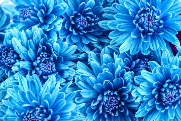 Beautiful blue chrysanthemum  flowers, close-up