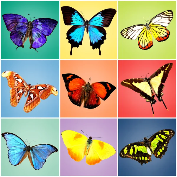 Colección de mariposas coloridas — Foto de Stock