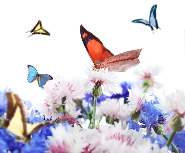 Prachtige wilde bloemen en vliegende vlinders — Stockfoto