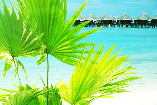 Hojas de palma verde en el mar — Foto de Stock