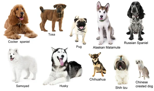 Different breeds of dogs together — Stock Photo, Image