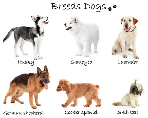 Different breeds of dogs together — Stock Photo, Image