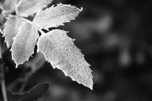Beautiful frosty winter leaves — Stock Photo, Image