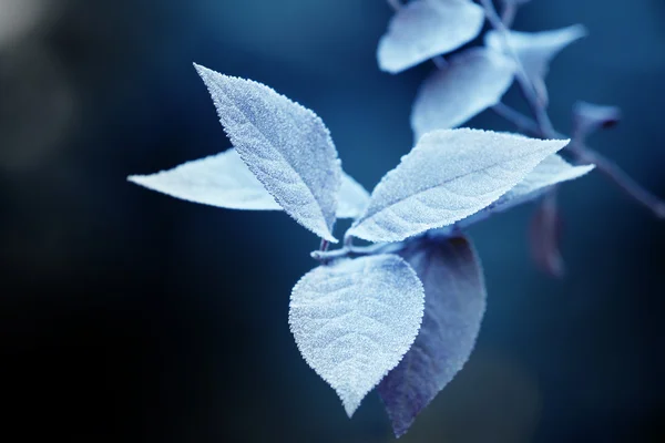 Όμορφο χειμώνα frosty φύλλα — Φωτογραφία Αρχείου