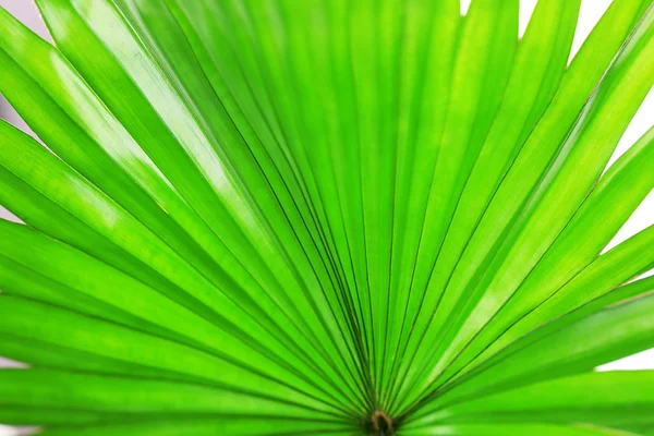 Hoja de palma (Livistona Rotundifolia palmera ) — Foto de Stock