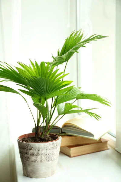 Palmier (Livistona Rotundifolia) en pot de fleurs — Photo