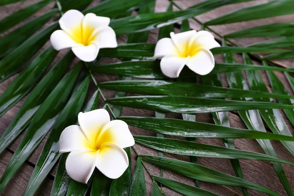 Vackra sammansättningen av frangipani blomma med palmblad på trä bakgrund, närbild — Stockfoto