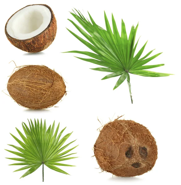 Noix de coco fraîches aux feuilles de palmier — Photo