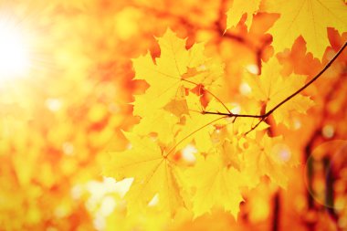 Parktaki ağaçta güzel sonbahar akçaağaç yaprakları