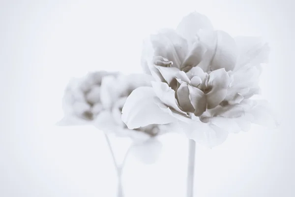 Hermosas flores de primavera — Foto de Stock