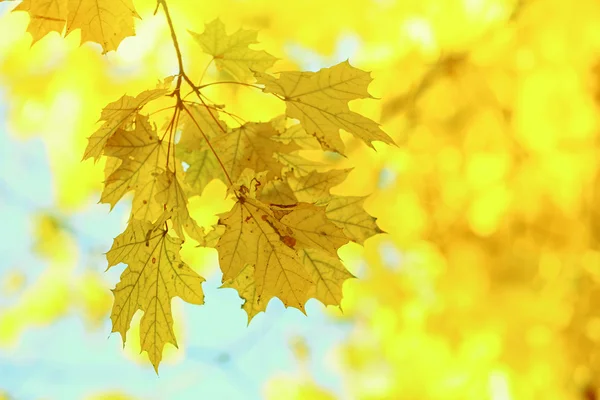 Beautiful autumn maple leaves on tree in park — Stock Photo, Image