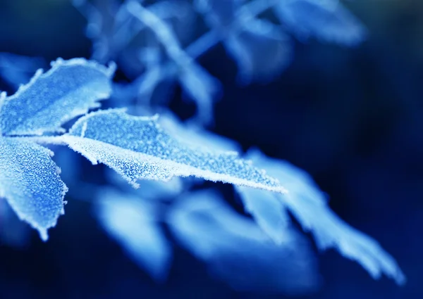 冬に凍る葉 — ストック写真