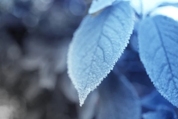 Gelide foglie invernali — Foto Stock