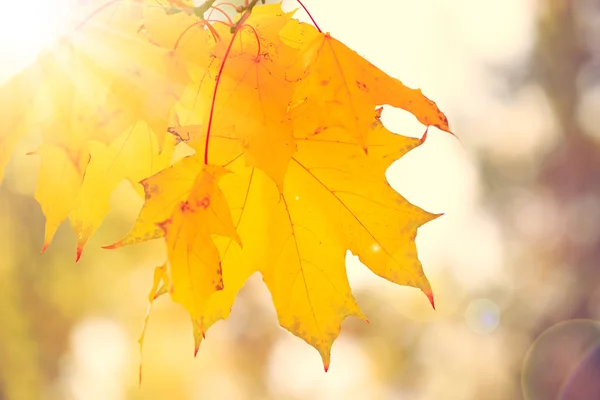 Beautiful autumn maple leaves on tree in park — Stock Photo, Image