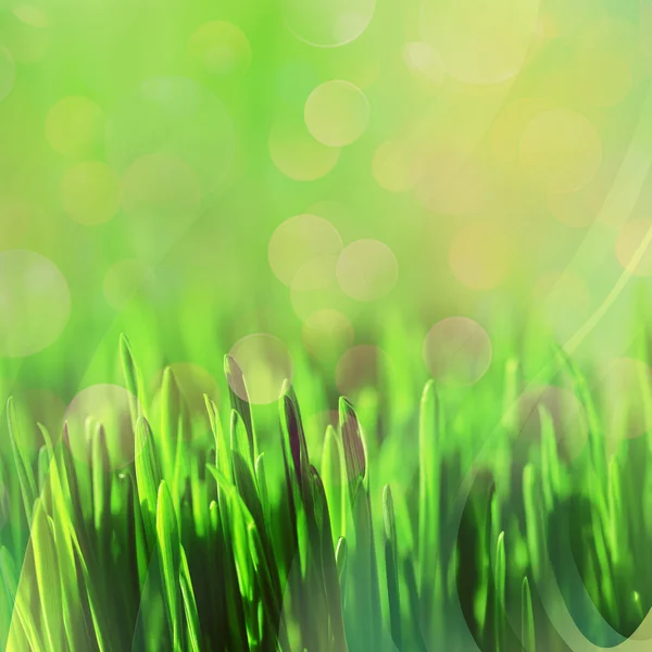 Green abstract nature — Stock Photo, Image