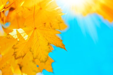 Parktaki ağaçta güzel sonbahar akçaağaç yaprakları