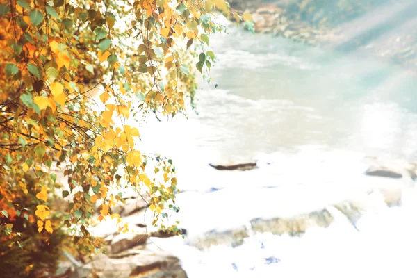 Fiume di montagna che scorre attraverso la foresta — Foto Stock