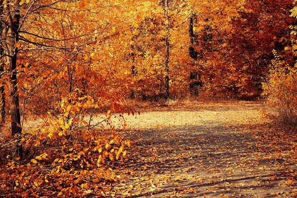 Schöner herbstlicher Park — Stockfoto