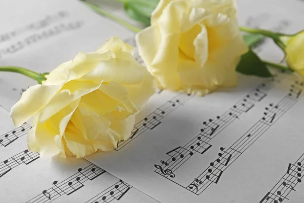 Yellow roses on musical notes pages — Stock Photo, Image