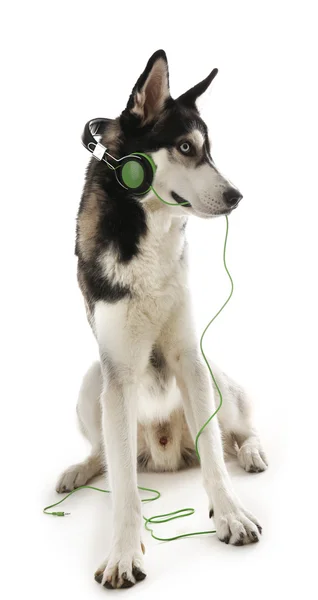 Siberian Husky sitting in headphones — Stock Photo, Image