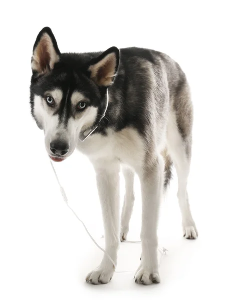 Siberian Husky in headphones — Stock Photo, Image