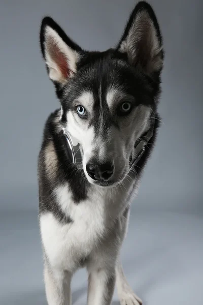 Portrait of young Husky in headphones — Stock Photo, Image