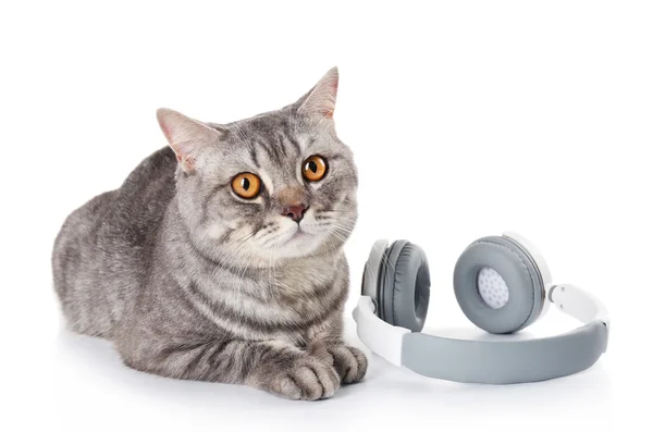 Γκρίζα γάτα με ακουστικά — Φωτογραφία Αρχείου