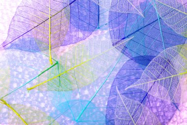 iskelet yaprakları arka plan