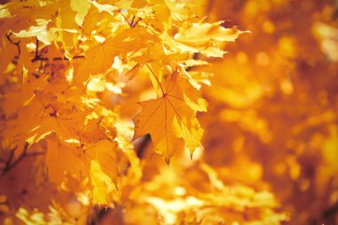 Sonbahar akçaağaç yaprakları