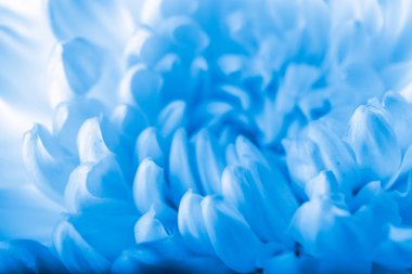 Güzel mavi krizantem