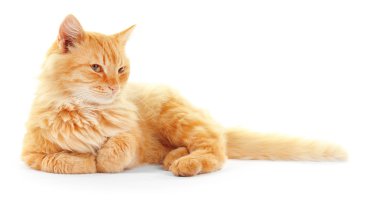 Sevimli kırmızı kedi yalan